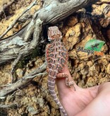 Magazoo Baby Red Blue Bar Bearded dragon #2