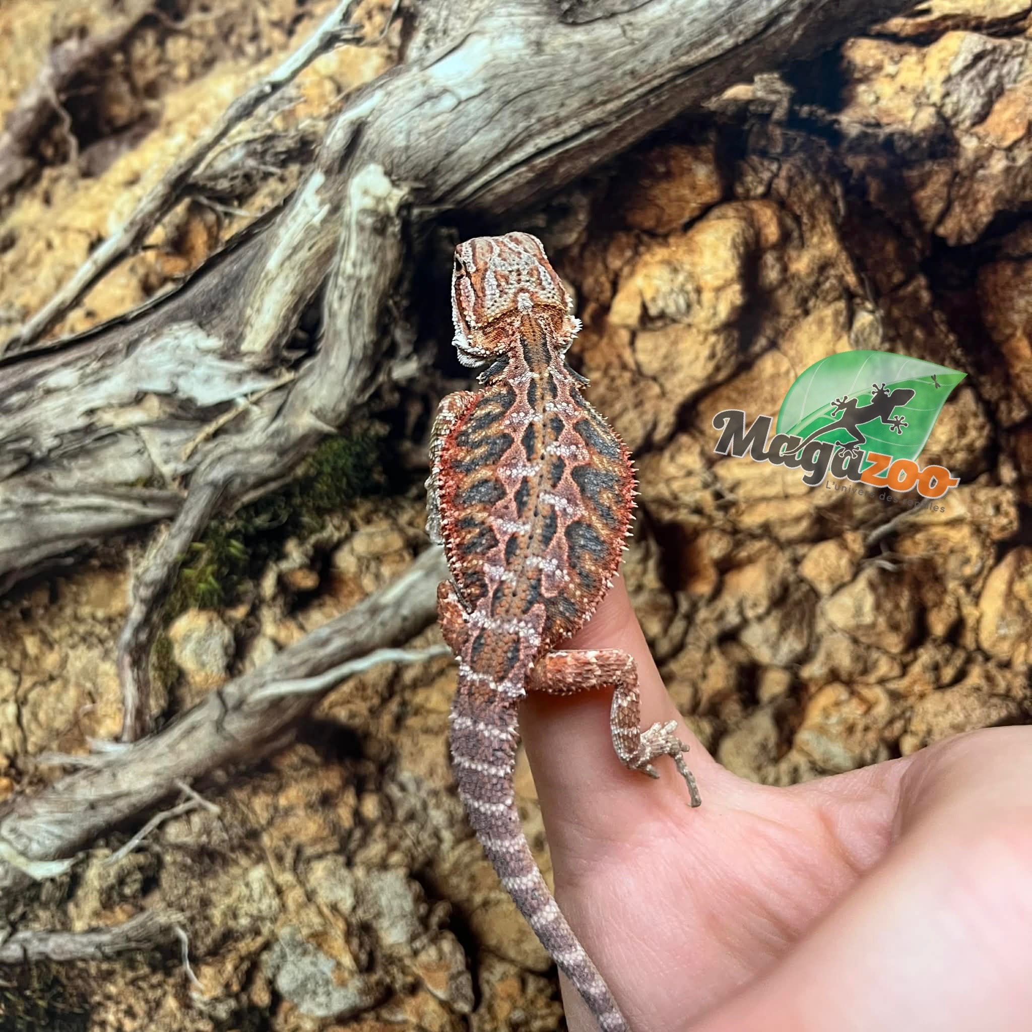 Magazoo Baby Red Blue Bar Bearded dragon #2