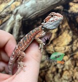 Magazoo Baby Red Blue Bar Bearded dragon #2