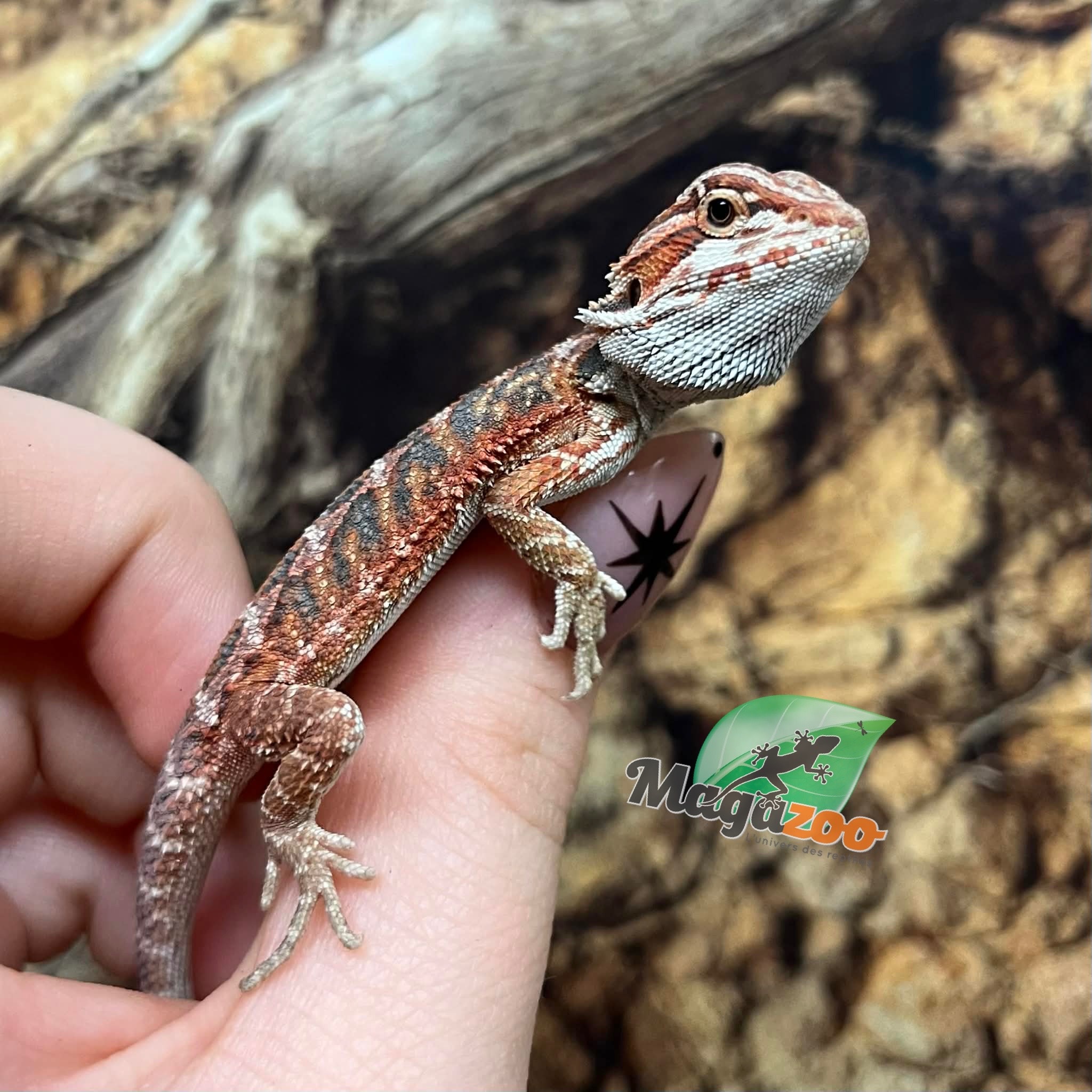 Magazoo Baby Red Blue Bar Bearded dragon #2