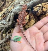 Magazoo Baby Red Blue Bar Bearded dragon #1