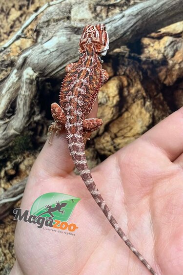 Magazoo Dragon barbu Bébé Rouge Blue Bar #1