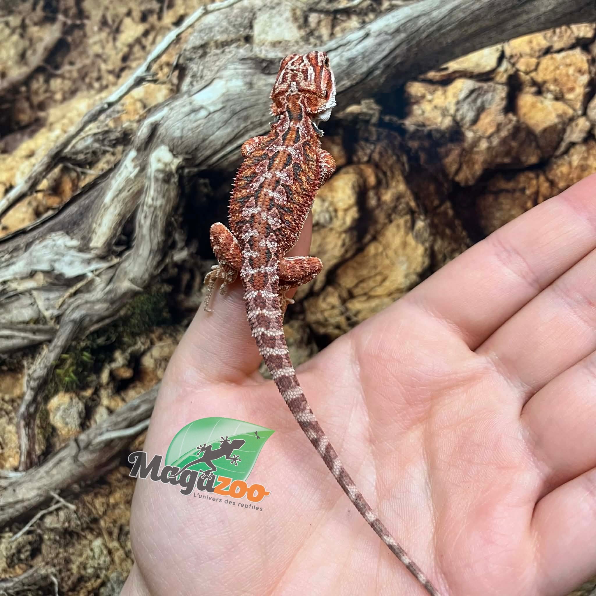 Magazoo Baby Red Blue Bar Bearded dragon #1