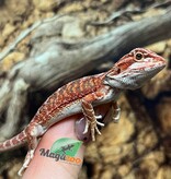 Magazoo Baby Red Blue Bar Bearded dragon #1