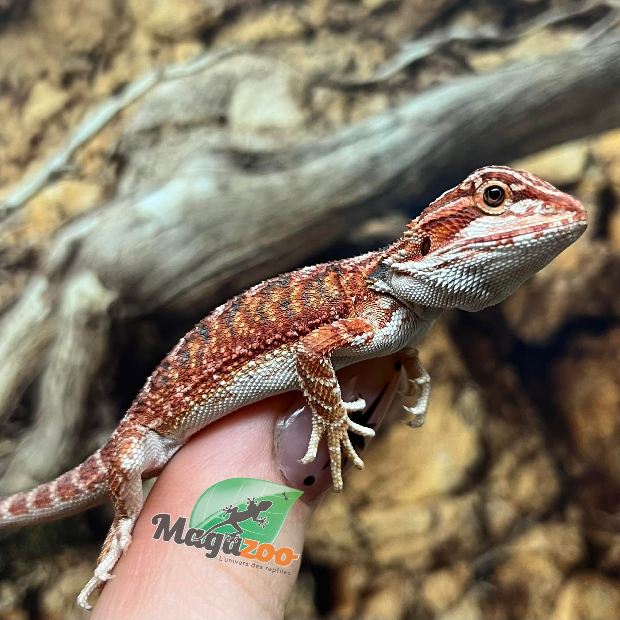 Magazoo Baby Red Blue Bar Bearded dragon #1