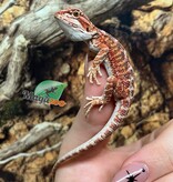 Magazoo Baby Red Blue Bar Bearded dragon #1