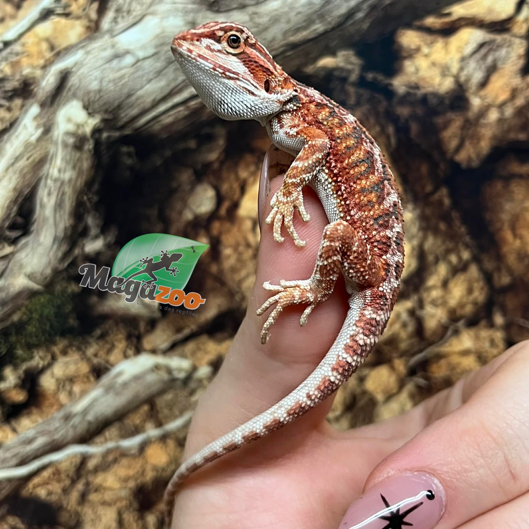 Magazoo Baby Red Blue Bar Bearded dragon #1