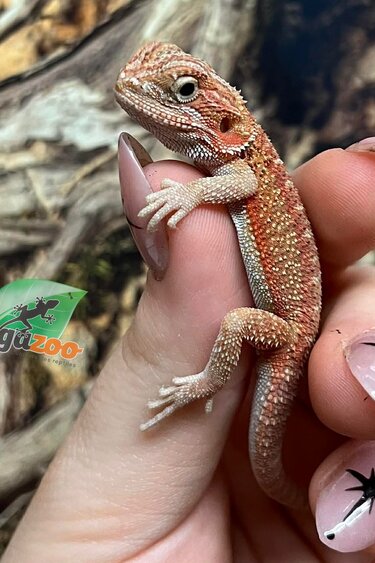 Magazoo Dragon barbu Translucide Rouge #1 Mâle