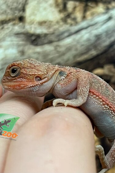 Magazoo Dragon barbu Translucide Rouge Femelle #2