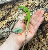 Magazoo Captive-born Fiji banded iguana #1 Born December 14, 2025
