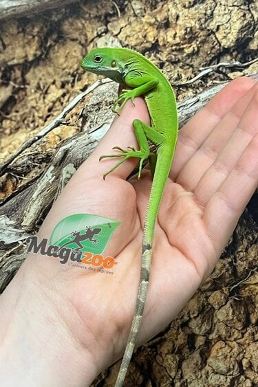 Magazoo Iguane à bandes des îles Fidji né en captivité #1 Né 14 décembre 2025