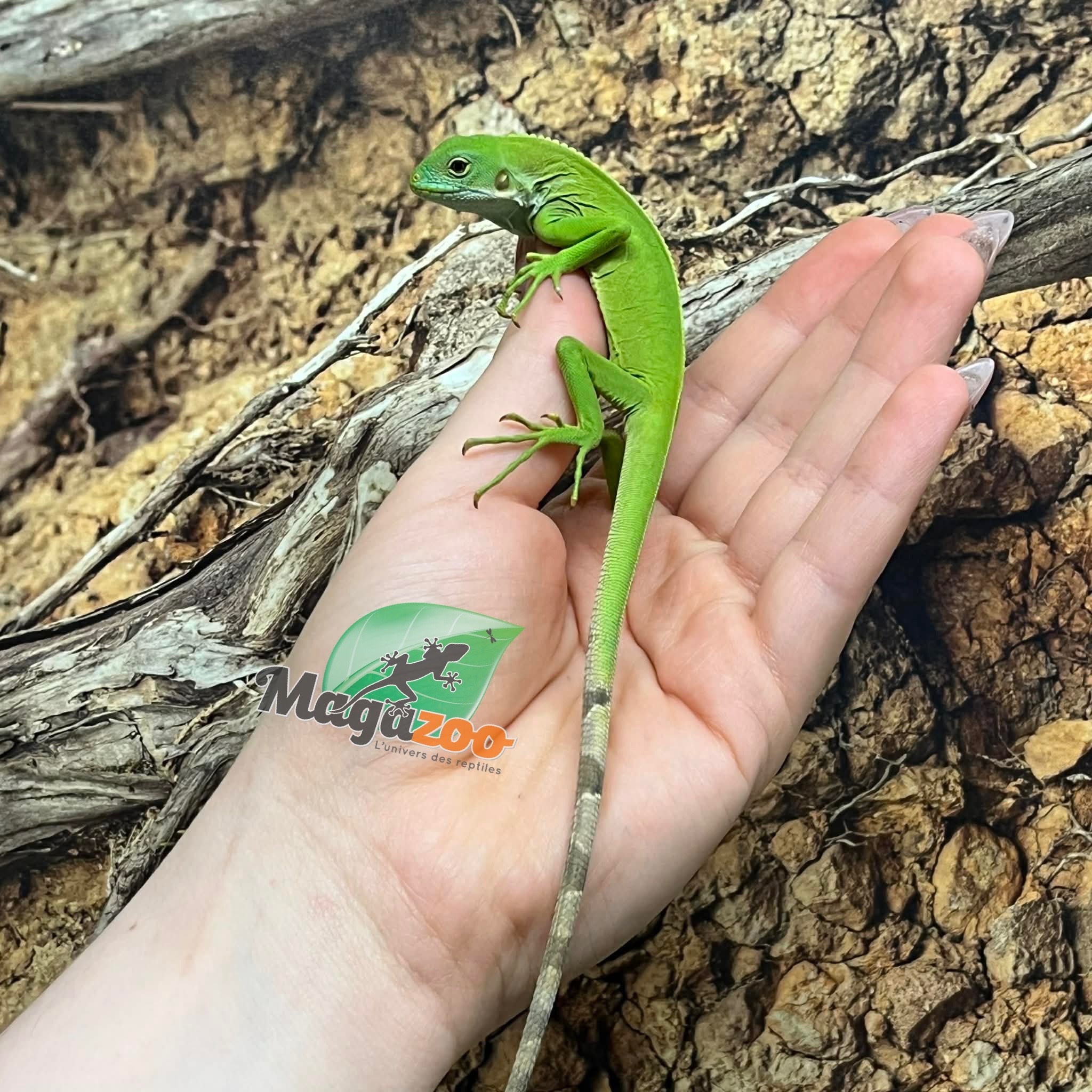 Magazoo Captive-born Fiji banded iguana #1 Born December 14, 2025