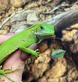 Magazoo Iguane à bandes des îles Fidji né en captivité #1 Né 14 décembre 2025