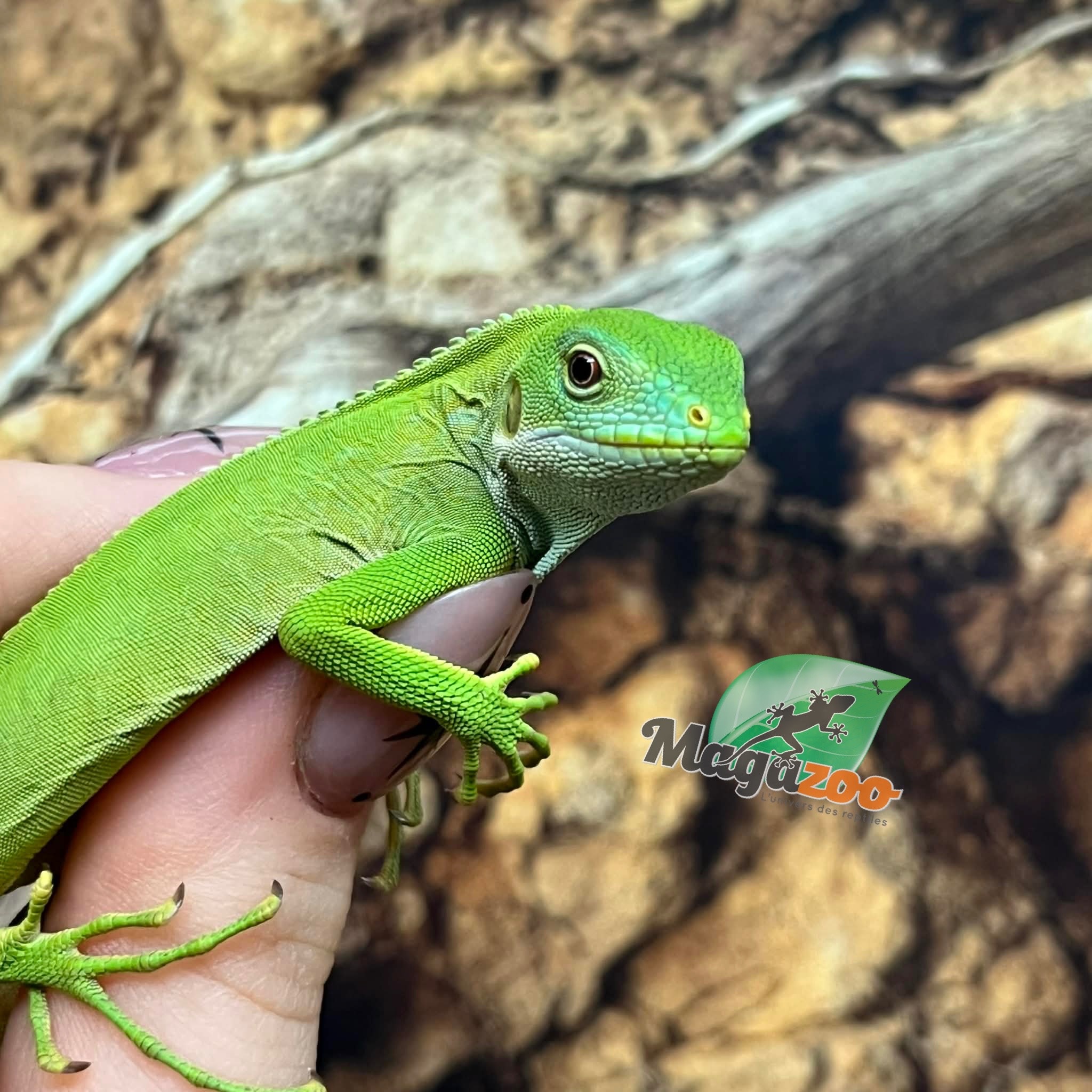 Magazoo Iguane à bandes des îles Fidji né en captivité #1 Né 14 décembre 2025