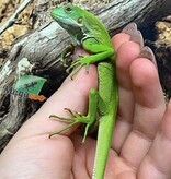 Magazoo Iguane à bandes des îles Fidji né en captivité #1 Né 14 décembre 2025