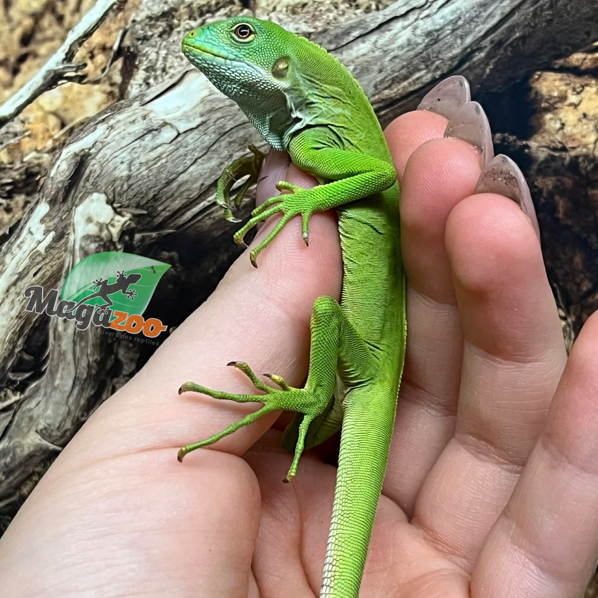 Magazoo Iguane à bandes des îles Fidji né en captivité #1 Né 14 décembre 2025