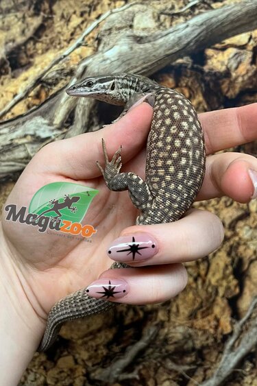 Magazoo Varan à queue épineuse jaune (Ackie) Juvénile Élevé et en en captivité #1