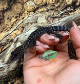 Magazoo Male sub-adult Yingdeensis cave gecko