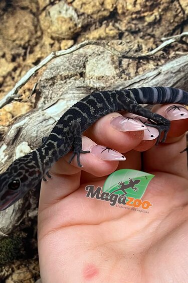 Magazoo Male sub-adult Yingdeensis cave gecko