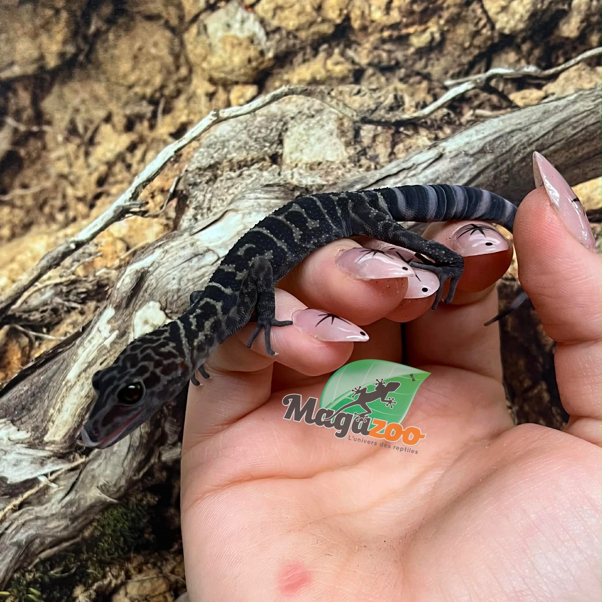 Magazoo Male sub-adult Yingdeensis cave gecko