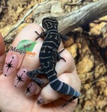 Magazoo Gecko  des cavernes chinois (yingdeensis) Mâle Sub-adulte