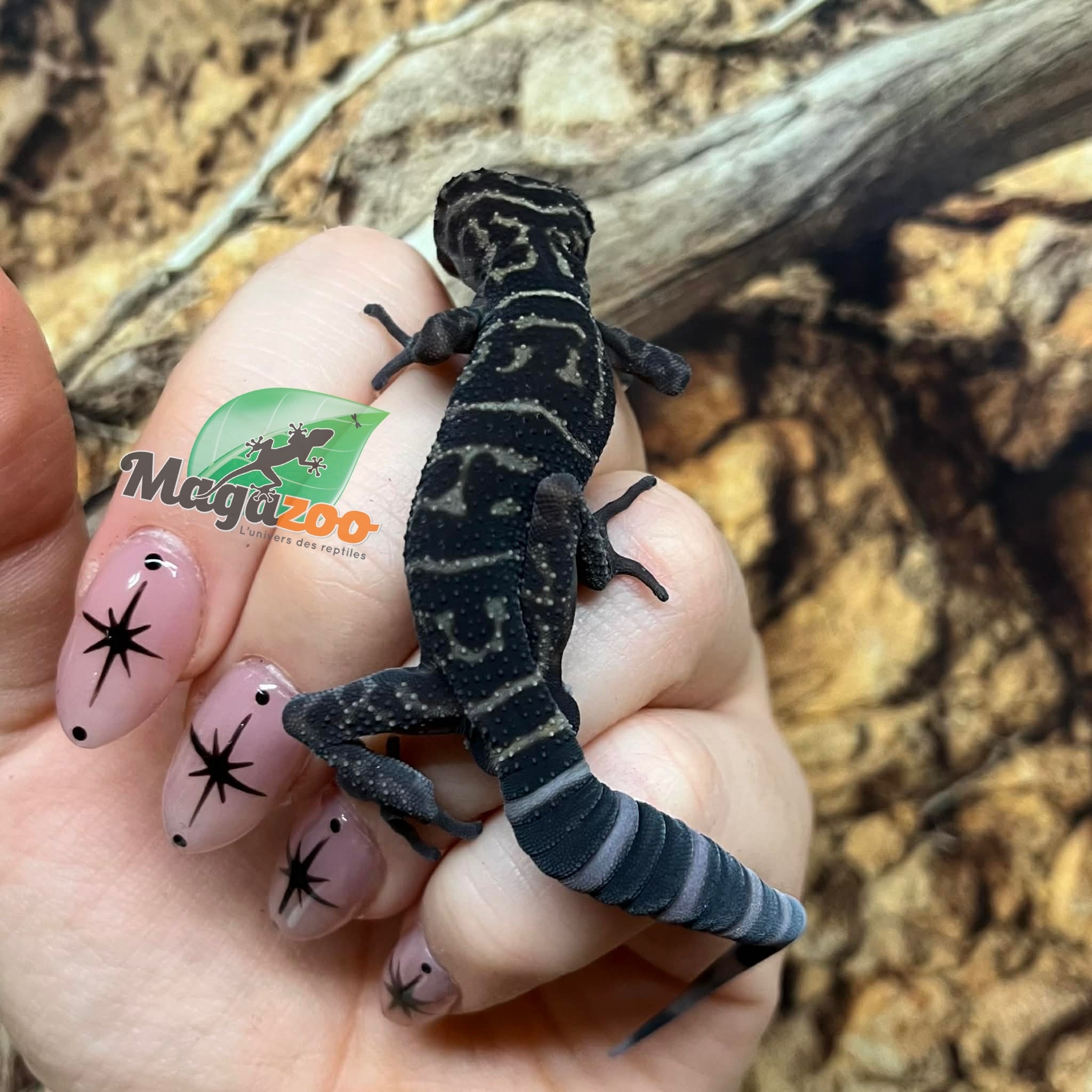 Magazoo Gecko  des cavernes chinois (yingdeensis) Mâle Sub-adulte