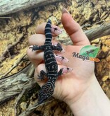 Magazoo Gecko  des cavernes chinois (yingdeensis) Mâle Sub-adulte