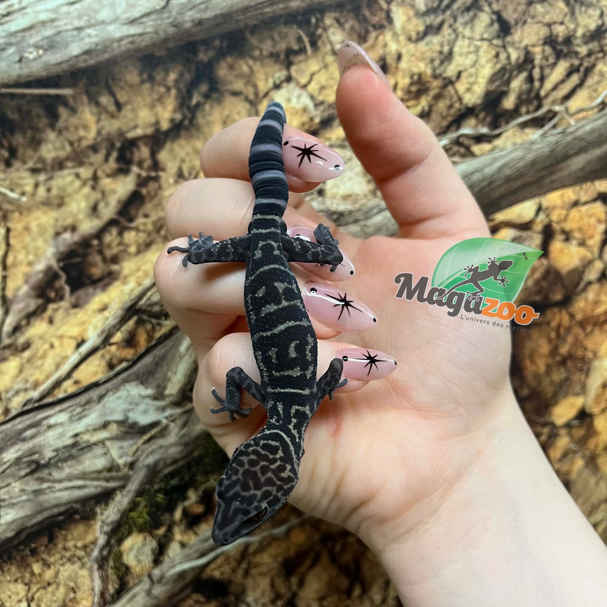 Magazoo Gecko  des cavernes chinois (yingdeensis) Mâle Sub-adulte