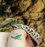Magazoo Western Hognose Arctic Anaconda Phase