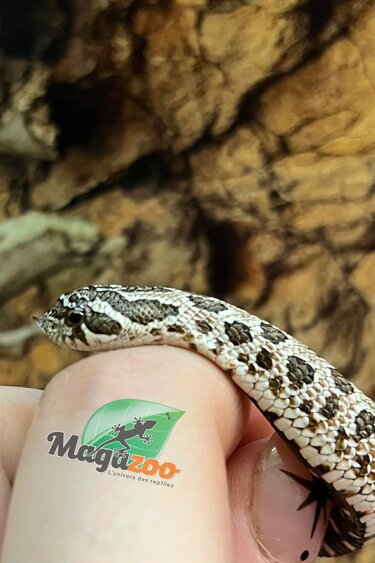 Magazoo Western Hognose Arctic Anaconda Phase