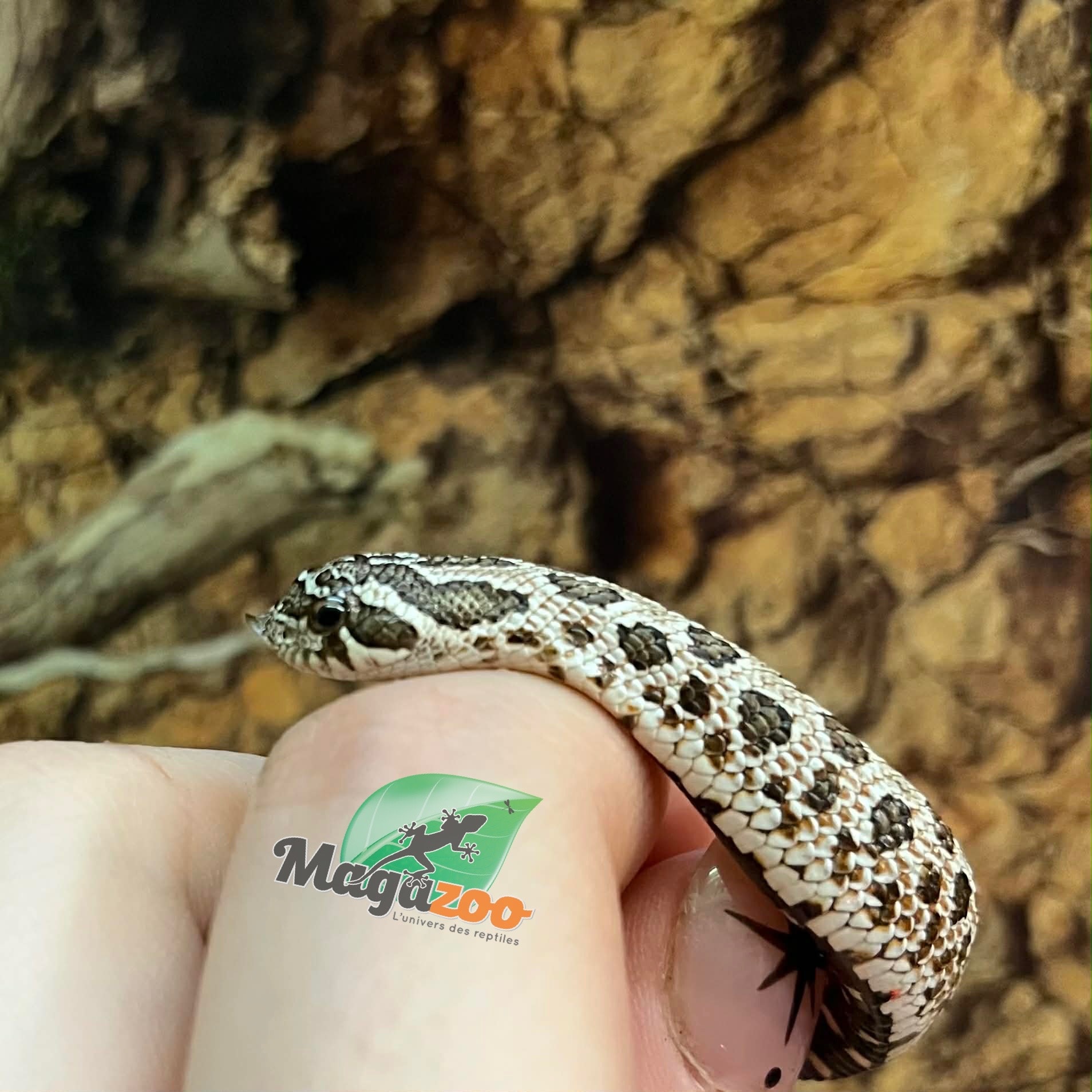 Magazoo Hétérodon Phase  Arctic Anaconda