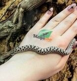 Magazoo Hétérodon Phase  Arctic Anaconda