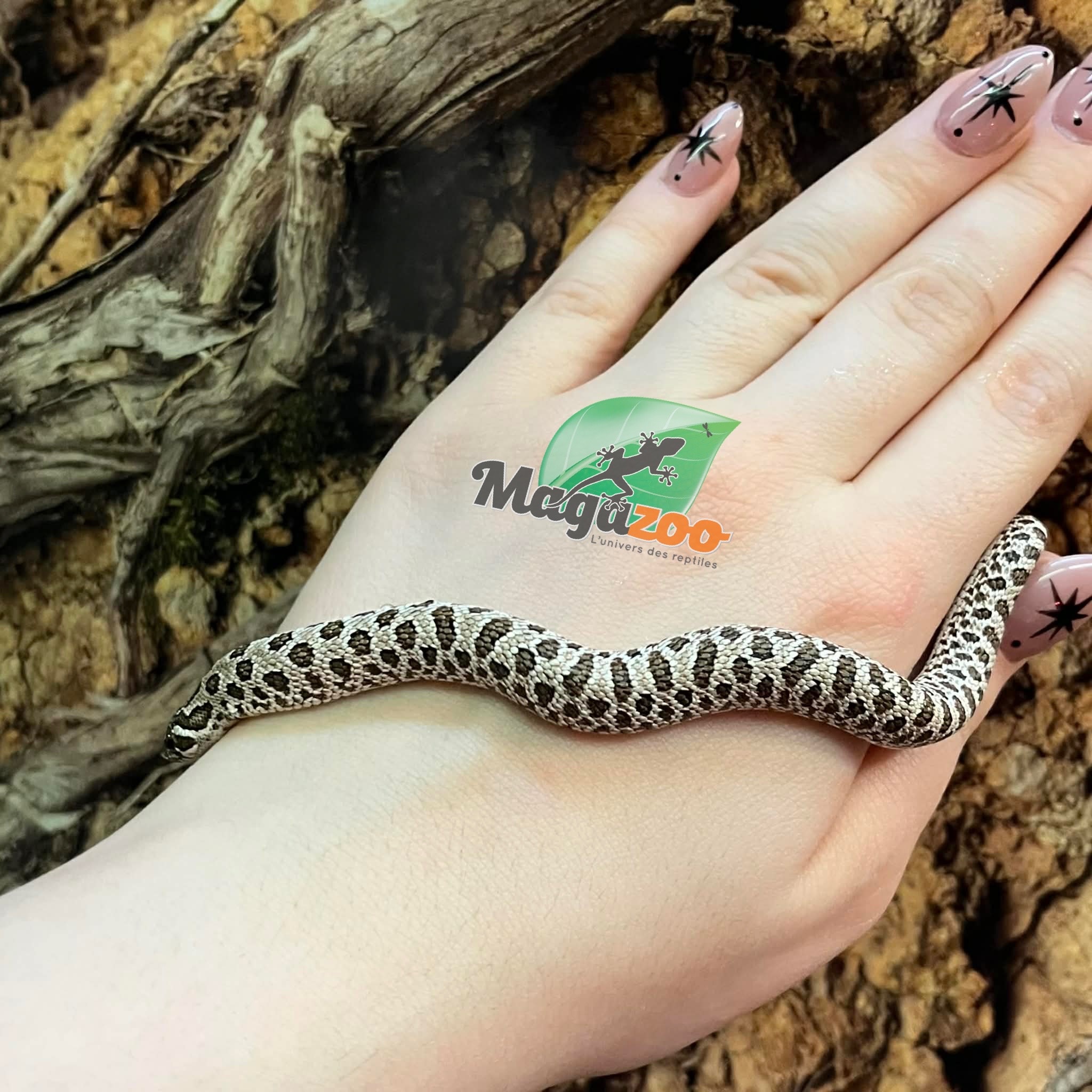 Magazoo Western Hognose Arctic Anaconda Phase