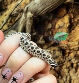 Magazoo Western Hognose Arctic Anaconda Phase