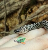 Magazoo Western Hognose  super Arctic Anaconda