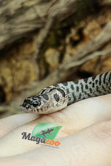 Magazoo Western Hognose  super Arctic Anaconda