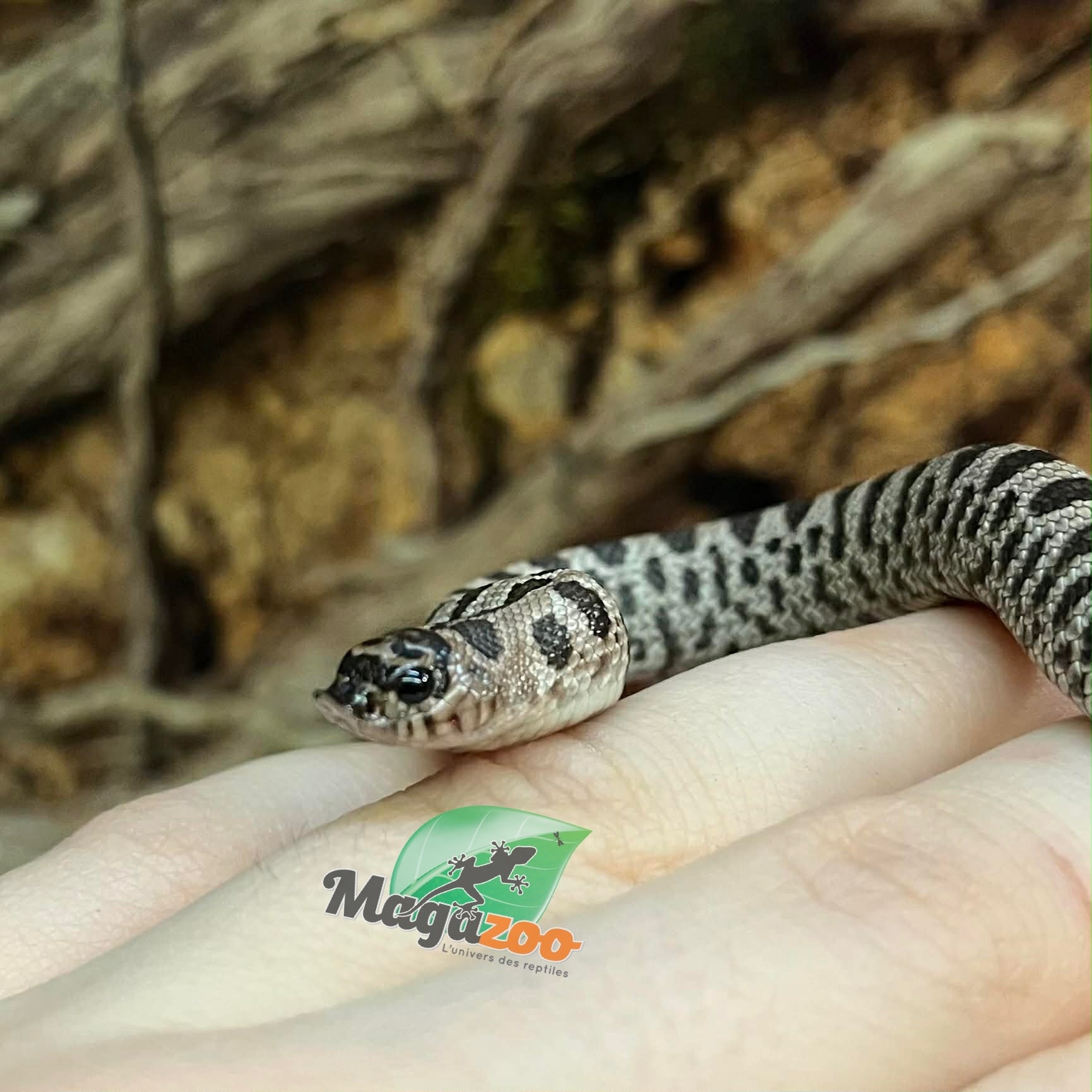 Magazoo Hétérodon Phase super Arctic Anaconda