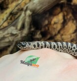 Magazoo Western Hognose  super Arctic Anaconda