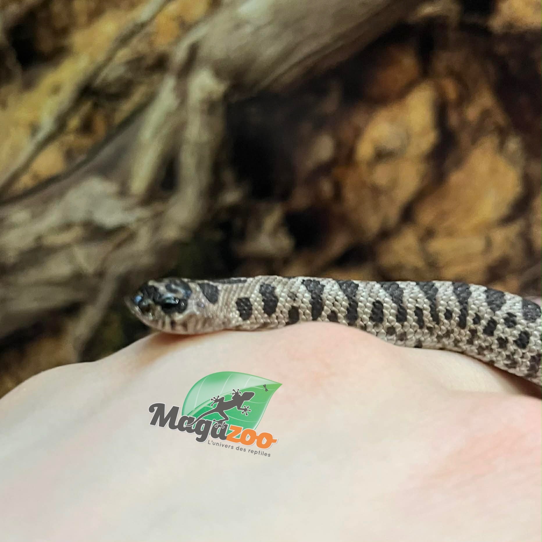 Magazoo Western Hognose  super Arctic Anaconda