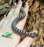 Magazoo Western Hognose  super Arctic Anaconda