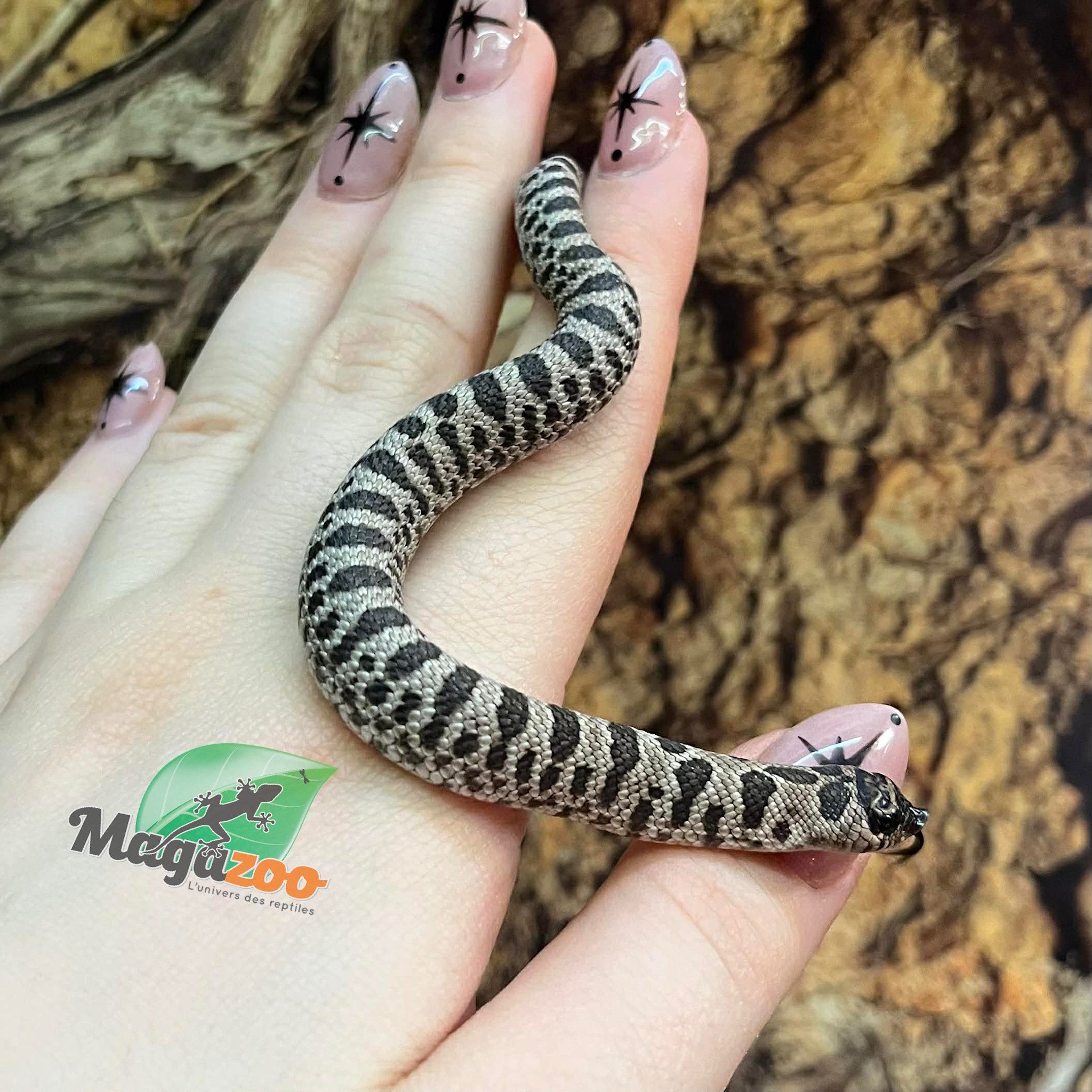 Magazoo Western Hognose  super Arctic Anaconda