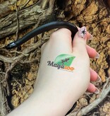Magazoo Baby Mexican black king snake #3