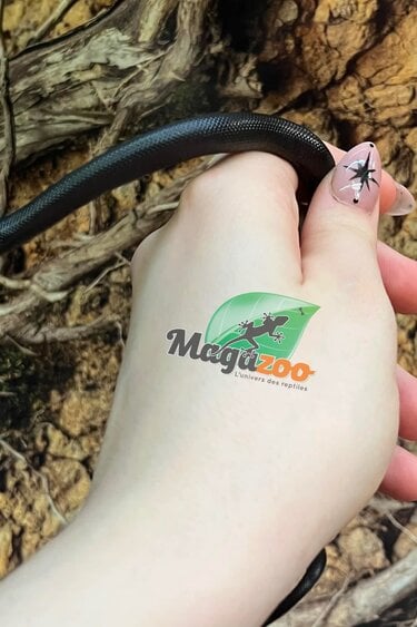 Magazoo Serpent roi noir du Mexique Bébé #3