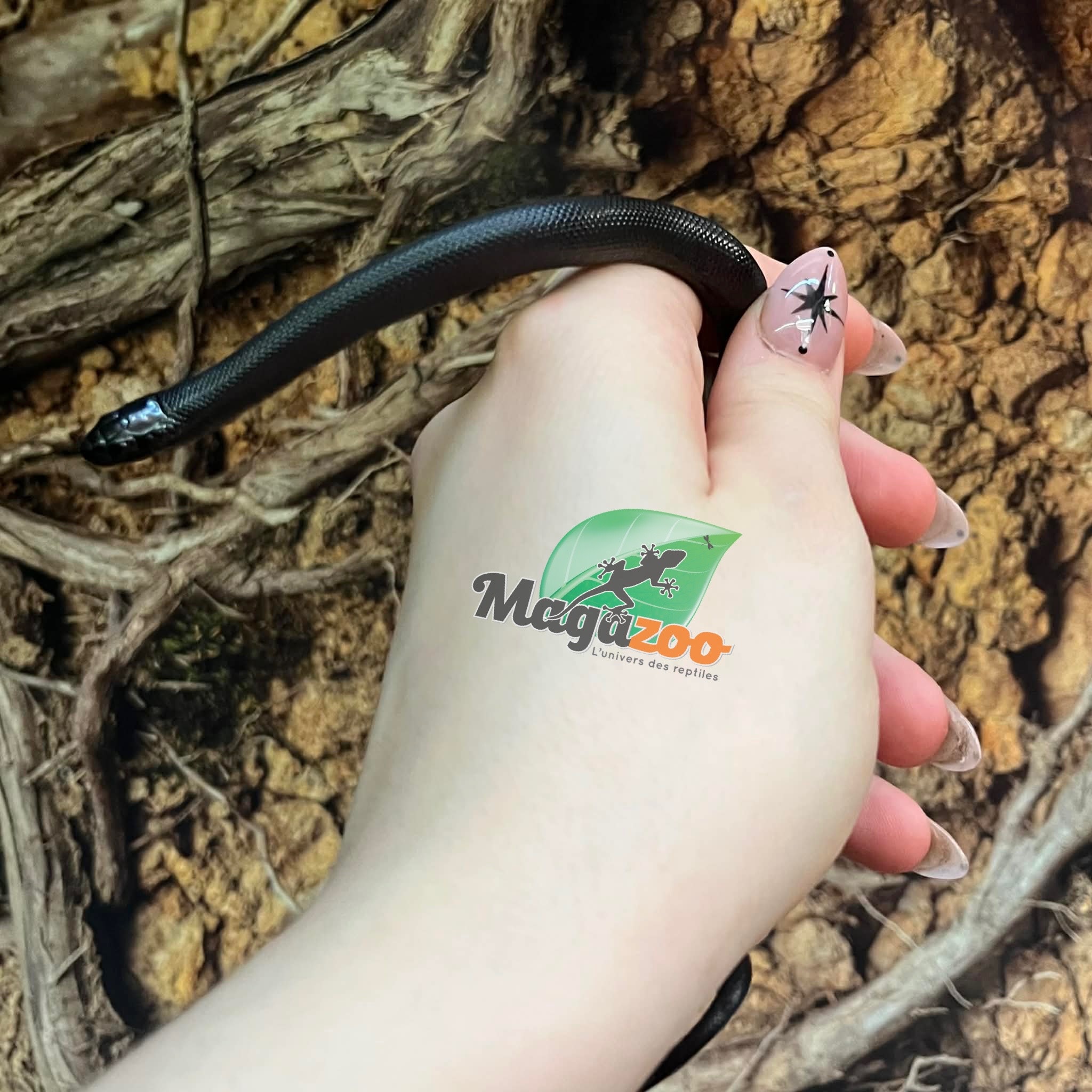 Magazoo Baby Mexican black king snake #3