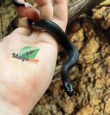Magazoo Baby Mexican black king snake #3