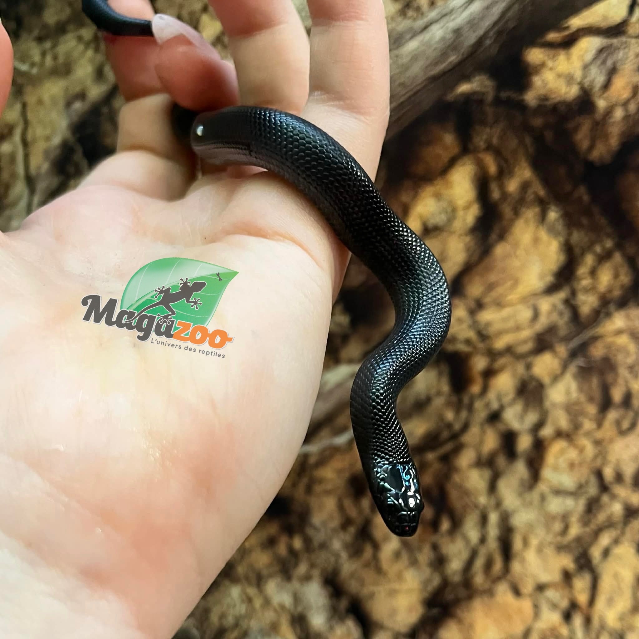 Magazoo Serpent roi noir du Mexique Bébé #3