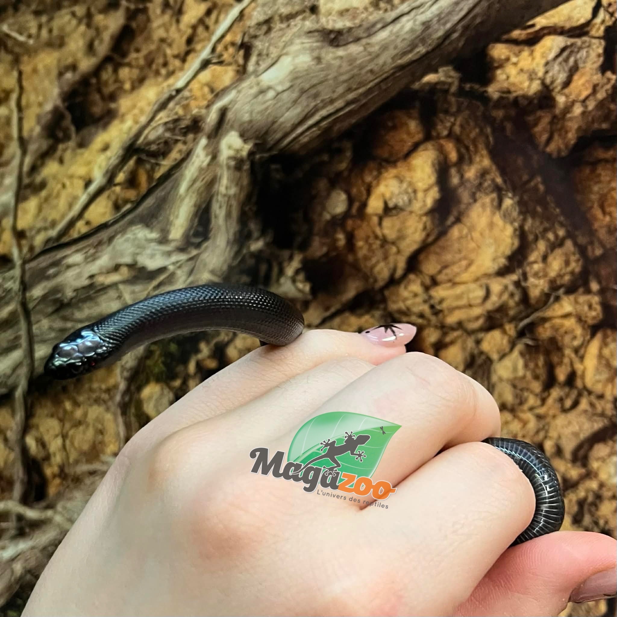 Magazoo Baby Mexican black king snake #3