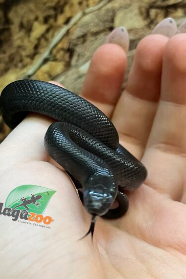 Magazoo Serpent roi noir du Mexique Bébé #2