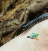 Magazoo Serpent roi noir du Mexique Bébé #4