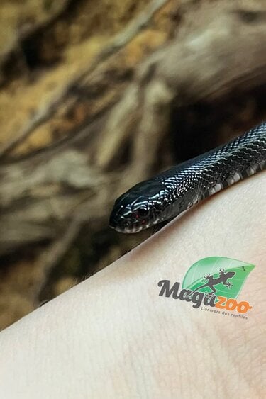 Magazoo Serpent roi noir du Mexique Bébé #4